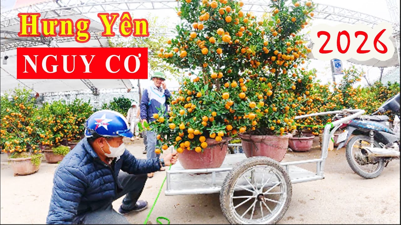 Tràn ngập hoa Tết ở chợ hoa TP Hưng Yên và giá cả