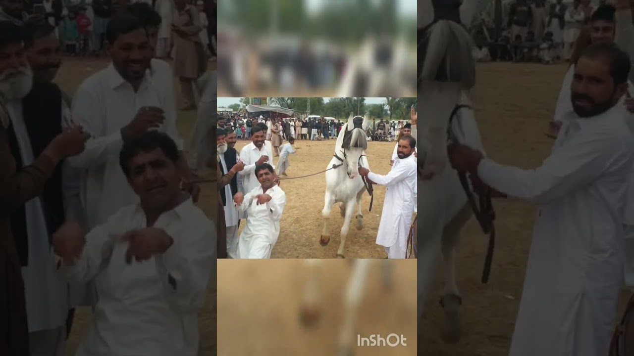 Horse dance | white horse dancing | Short Video | Horse dance short video | Dadyal
