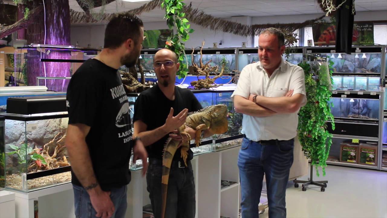 Visite de Tropicalis Dijon et condition de maintenance Iguane (Episode 1)