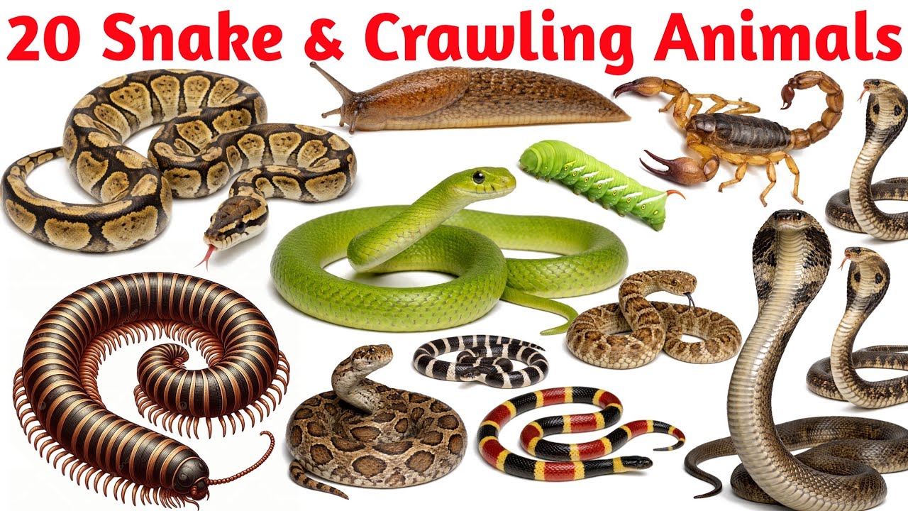 Snake & Crawling Animals Names | Python, Snail, Caterpillar | Kids Learning Video