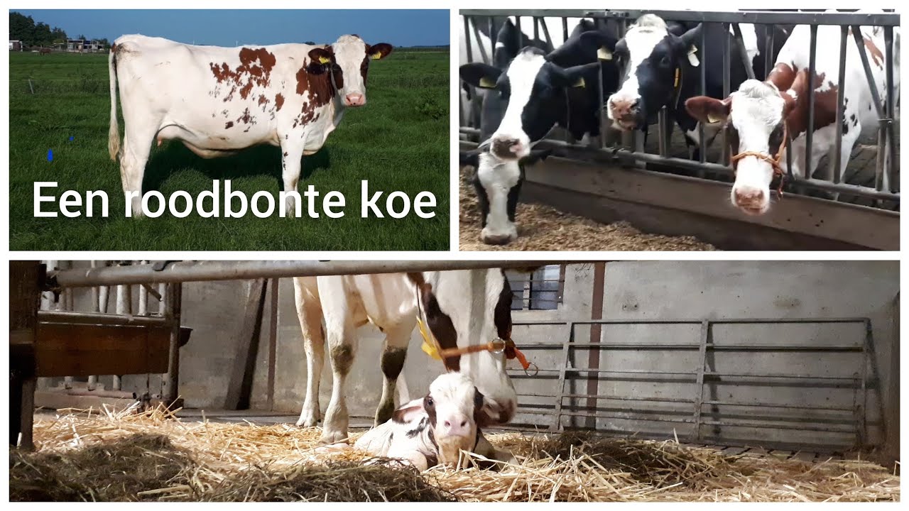 Voor het EERST een ROODBONTE KOE melken op ons bedrijf | Boer Gerrit vlogt