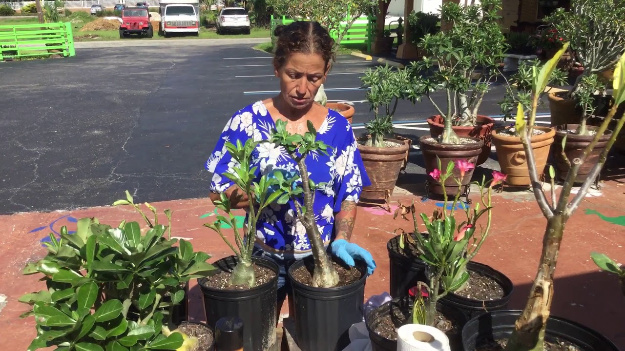 Desert roses detecting root rot or dehydration part 1