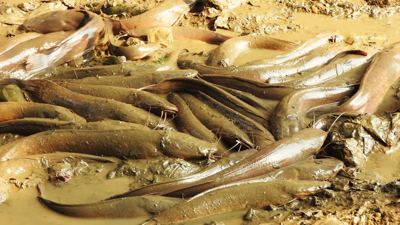 HUGE CATFISH FISHING FOR FOOD IN MUD WATER with BAREHAND FISHING