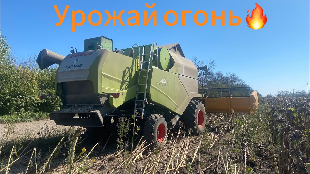Уборка подсолнечника раннего сева | 28 марта- 28 августа - урожайность 28+ | Сорт Волльф РАТ