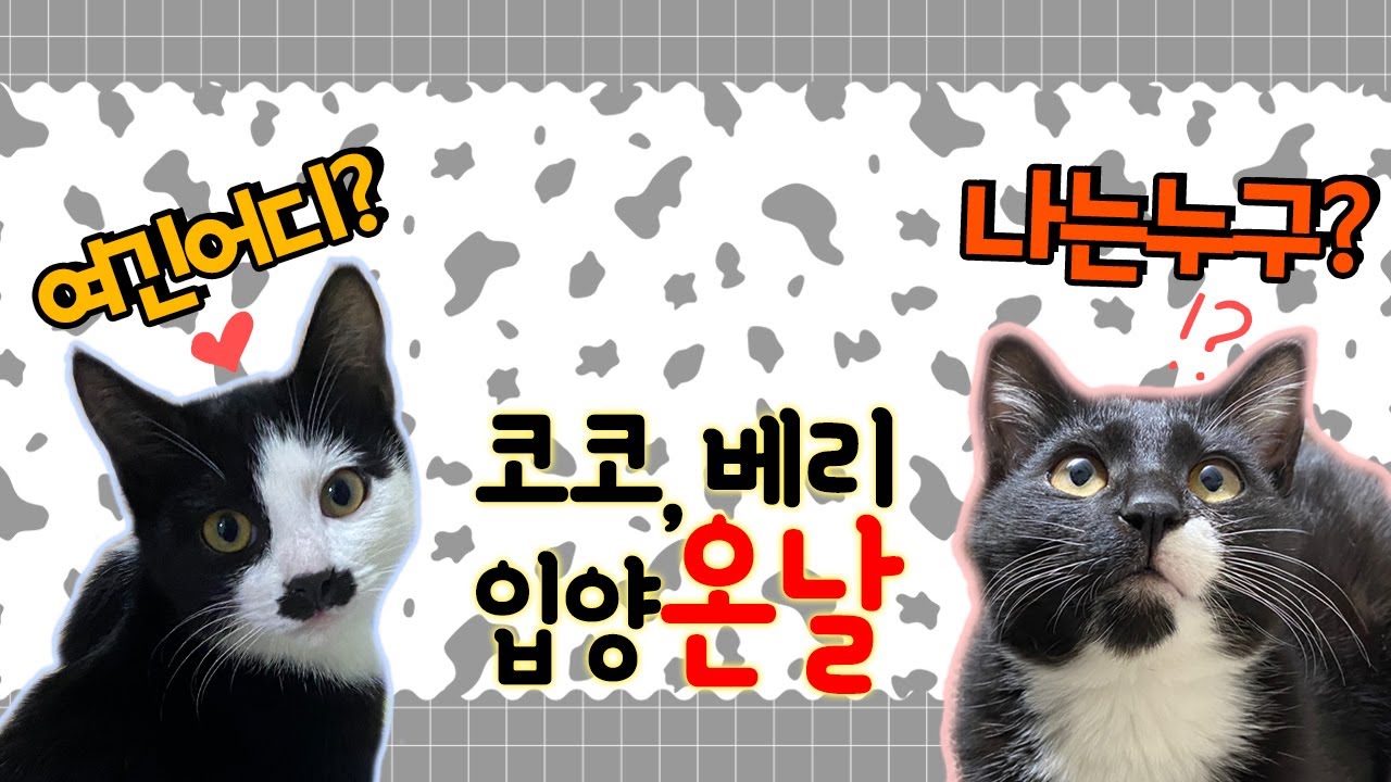 천사 아기고양이, 강림한날