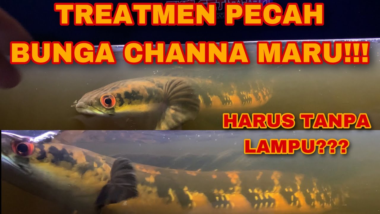 TREATMEN PECAH BUNGA‼️HARUS TANPA LAMPU⁉️KETAPANG PEKAT⁉️ APA IYA⁉️ #channamaru #yellowsentarum
