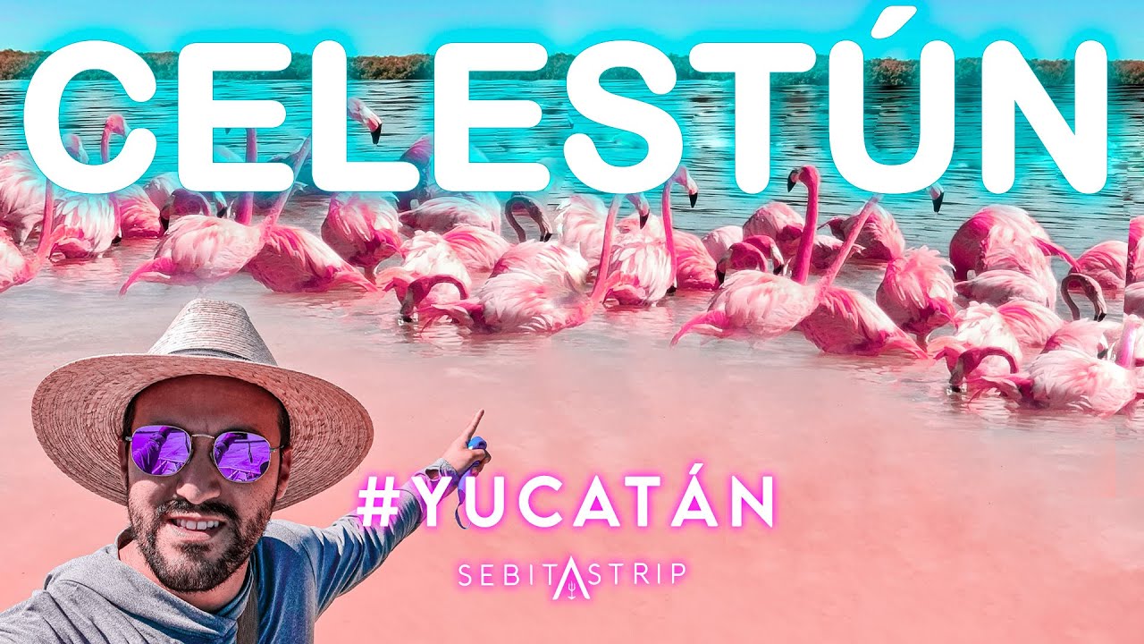🌎🧜‍♂️CELESTUN: VIMOS FLAMINGOS #YUCATÁN |TOUR DE UN DÍA | ¿CUÁNTO CUESTA?|QUÉ INCLUYE? @sebitastrip