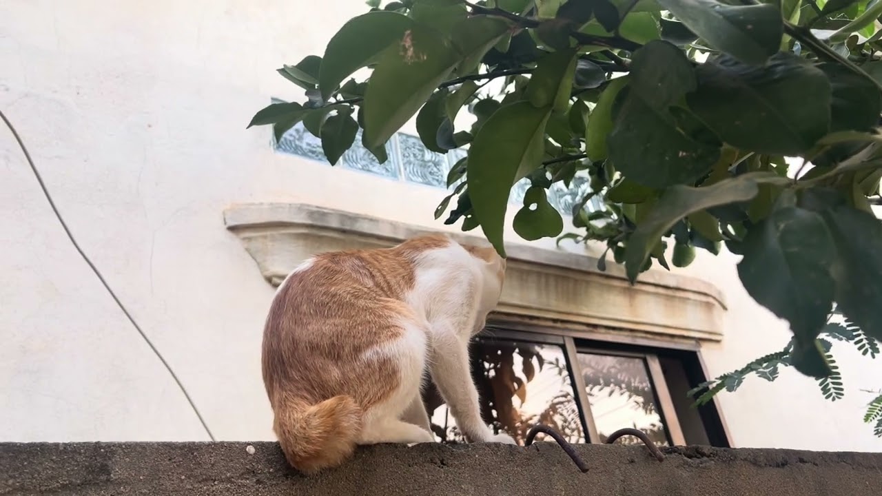 The cat walked on the gate .#cat #cutecat #longvideo #meow