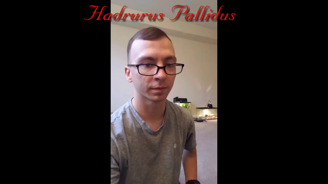 Rehousing of Hadrurus a. Pallidus (A.K.A Giant Blonde Desert Hairy Scorpion)
