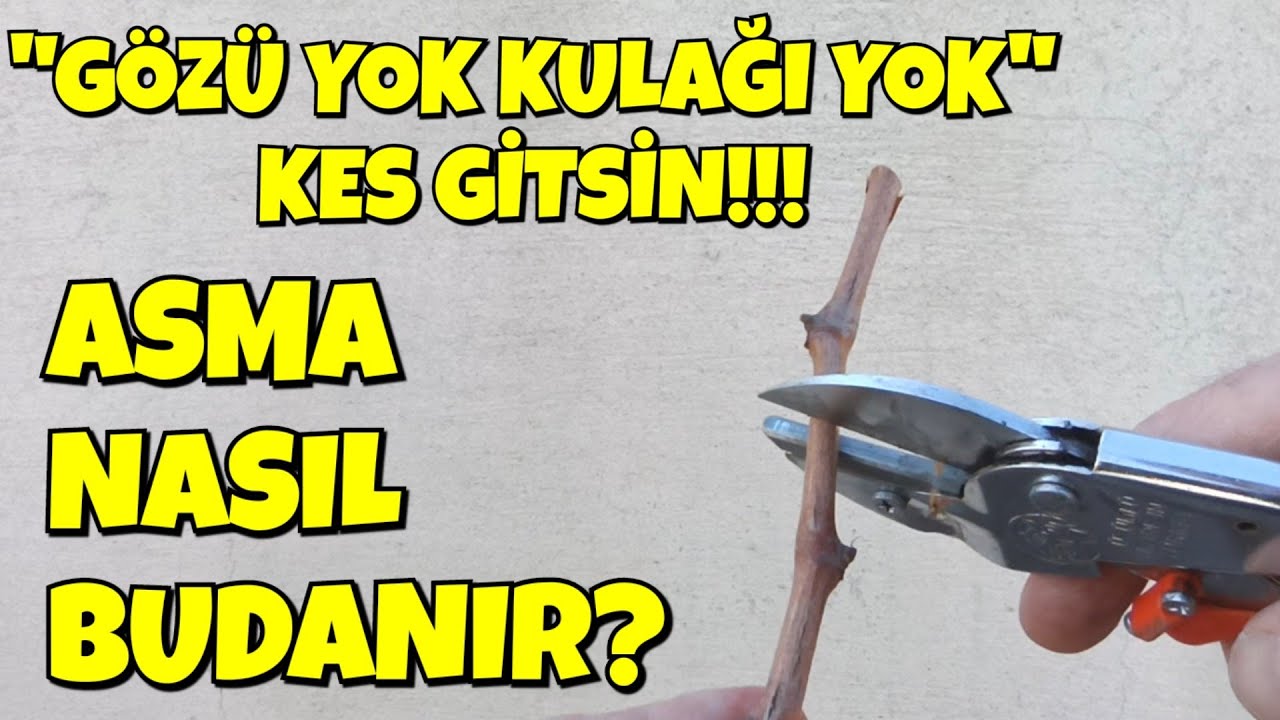 Asma Nasıl Budanır, Kesme Yeri, Yönü, Zamanı Nedir?