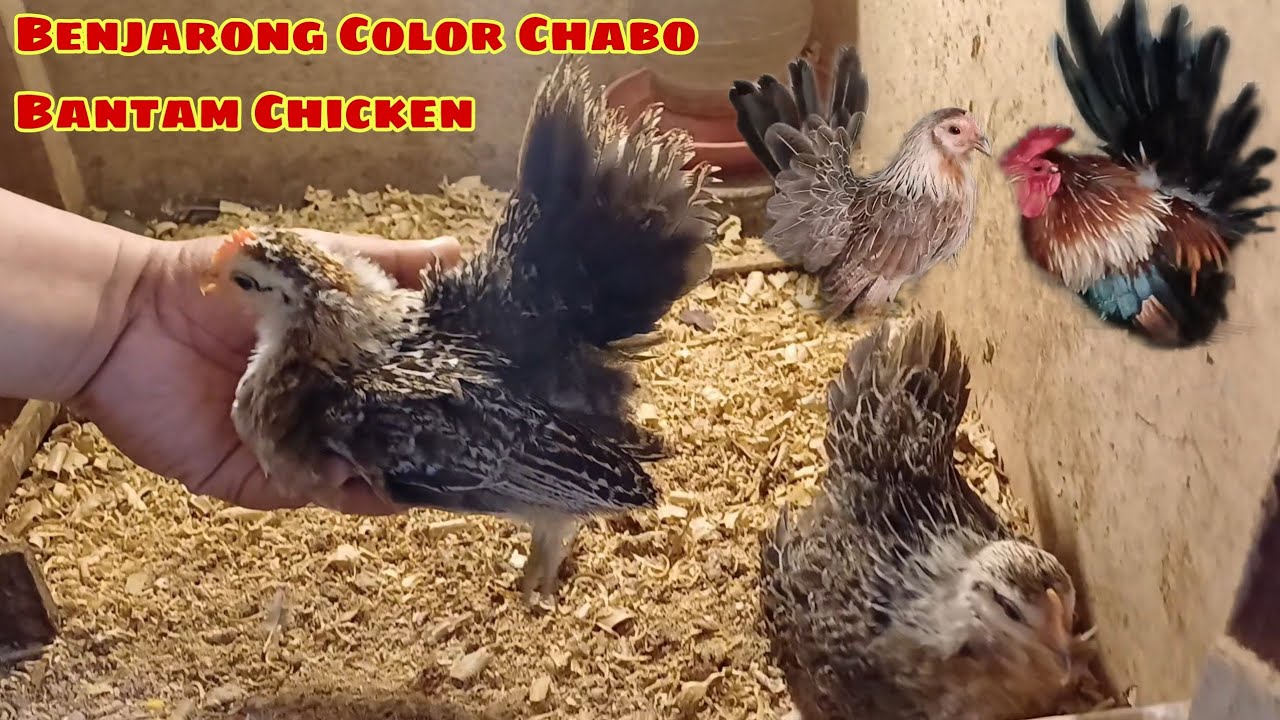 RESULTS NG BREEDING STRATEGY KO SA MGA BENJARONG COLOR NG THAI CHABO BANTAM CHICKEN ❤️