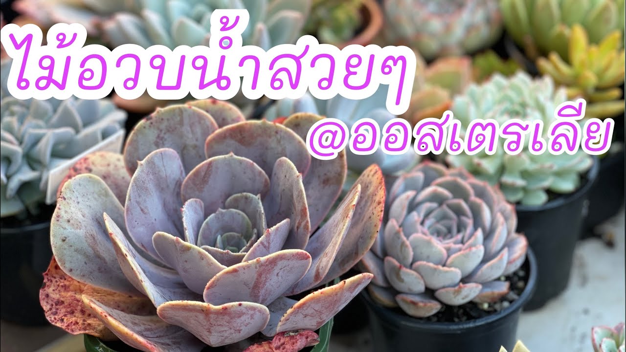 Succulent garden tour/Beautiful home grown succulents รวมรูปไม้อวบน้ำปลูกเอง #3