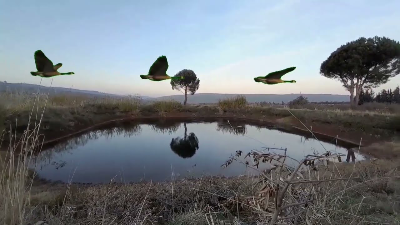 كيفية صيد البط والحازف 2023