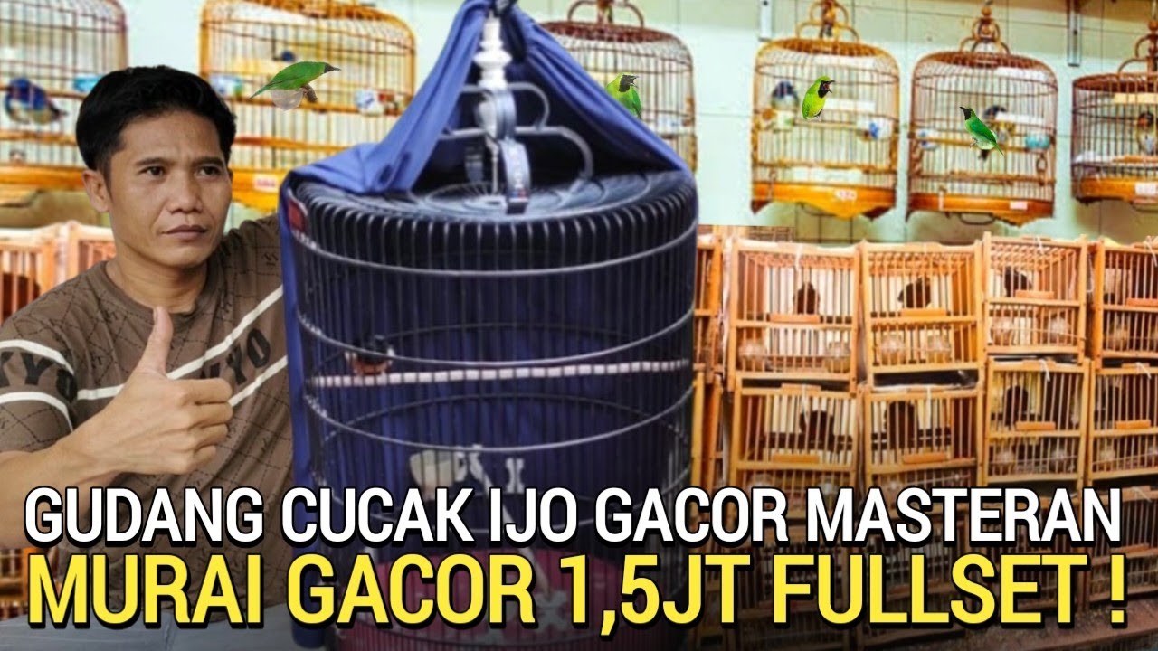 STOK PENGHABISAN ! MURAI GACOR 1,5JT FUL CUCAK IJO CIBLEK GACOR PASAR BURUNG PRAMUKA HARI INI 