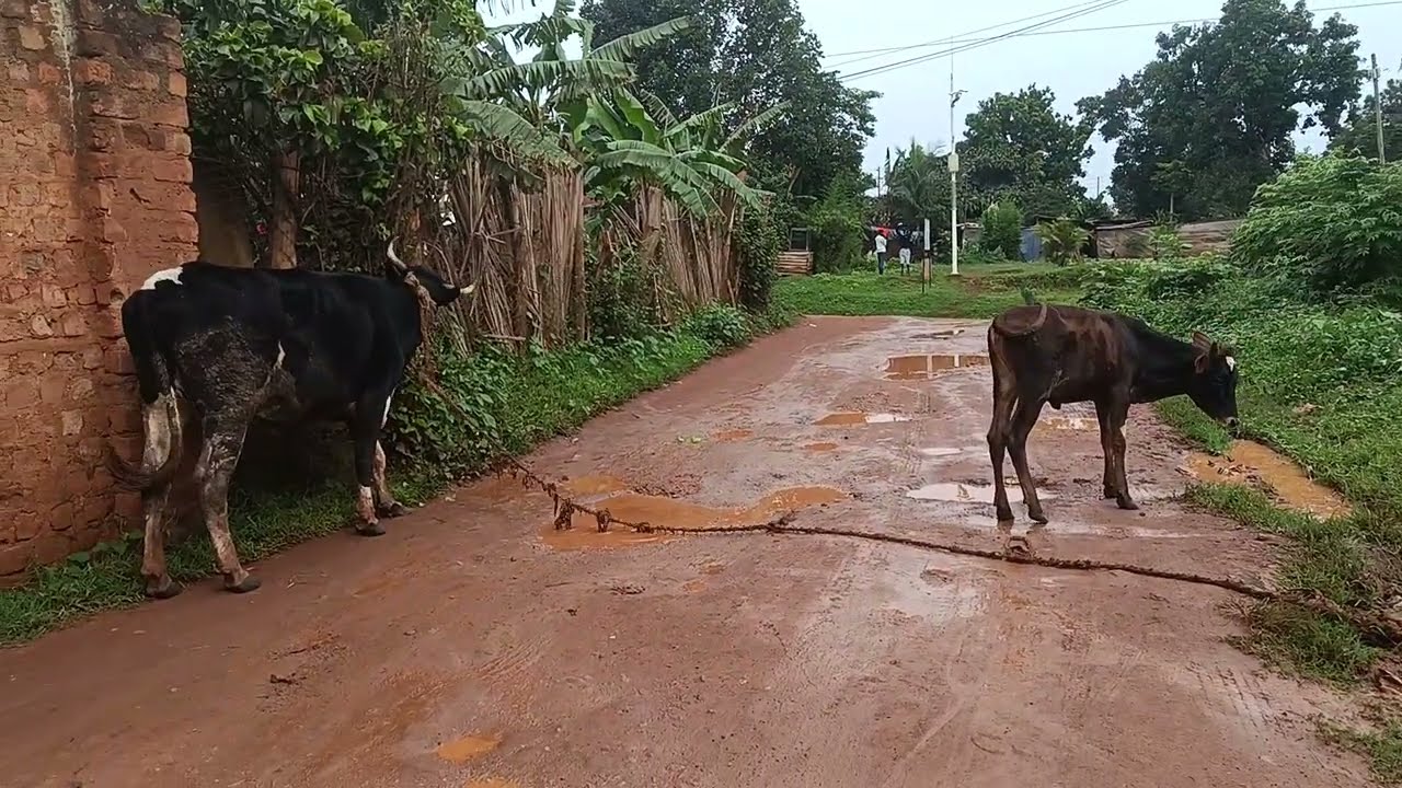A kraal in the middle of a public road