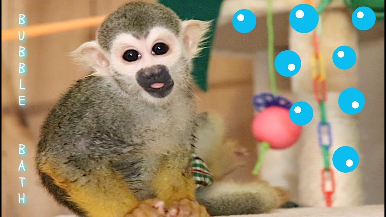Baby Squirrel Monkey oLLie Hot Bubble Bath 🛁