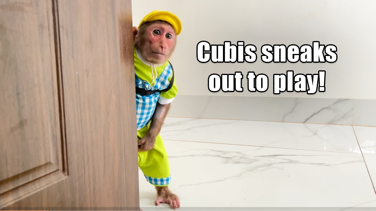 OMG! Monkey Cubis is doing naughty things!