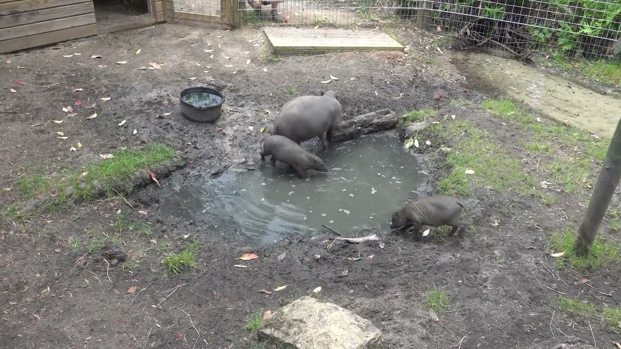 Introducing Our Babirusa Piglets to a New Habitat