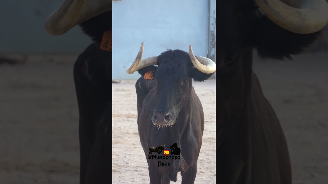 3 vaca capea sotoverde