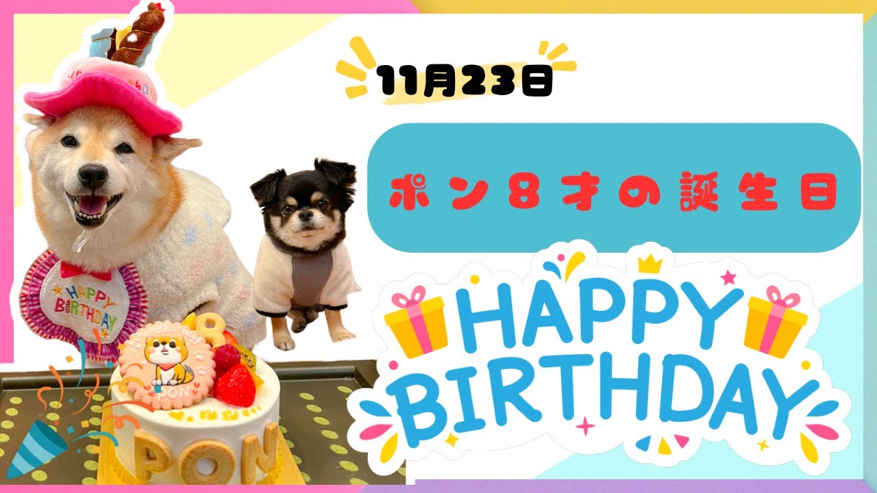 ポン8才の誕生日🎂
