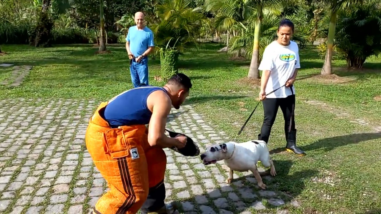 CHERRY DE TASGARD *aBDIMRSX* - DOGUE BRASILEIRO