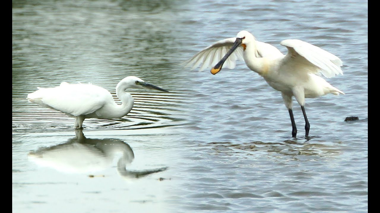 2023 07 31 Wagbachniederung, Löffler, Seidenreiher, Brandgans, Nilgänse, Flussuferläufer.