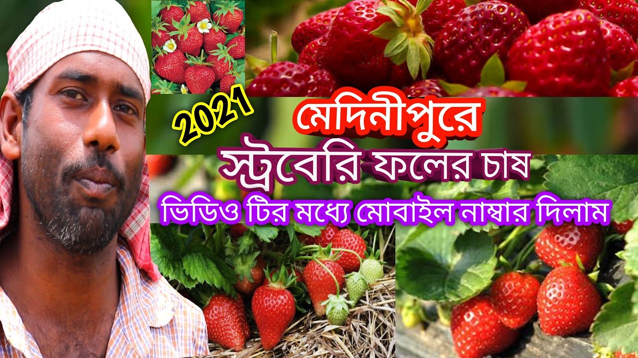 স্ট্রবেরি চাষে  সঠিক পদ্ধতি জানুন ||পশ্চিমবঙ্গে  স্ট্রবেরি চাষ || Strawberry Farming In West Bengal