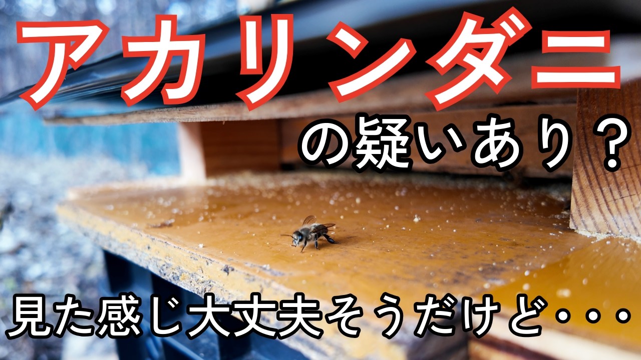 【ニホンミツバチ】え？アカリンダニ？寄生されたかもしれない？大丈夫そうだけど・・・。