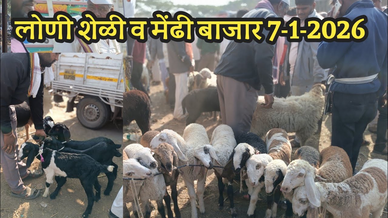 लोणी शेळी व मेंढी बाजार 7-1-2026 l लोणी शेळी बाजार l शेळी बाजार l sheli bazar 💯 mendhi bazar loni 