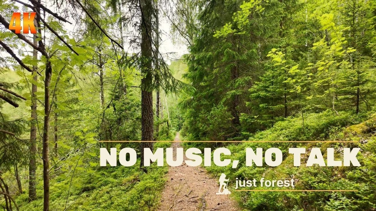Silent Stroll in Swedish Woods | 4K Nature ASMR & Ambient Forest Sounds