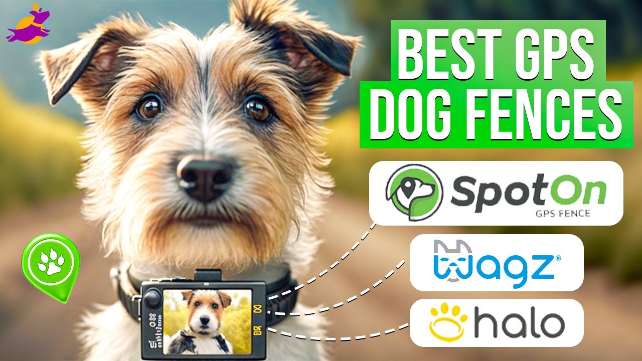 Best GPS Dog Fences to Keep Your Pup Safe in 2022