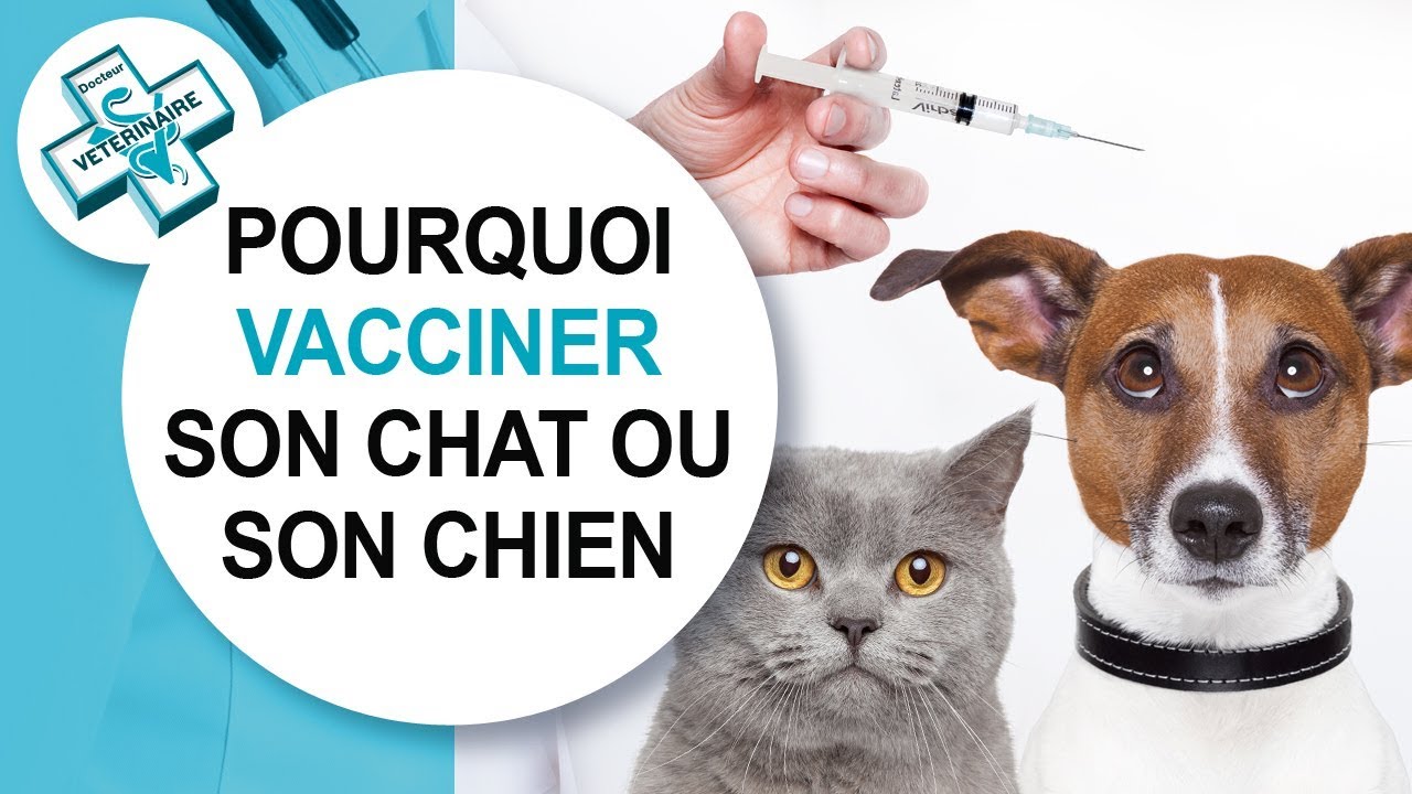 [Tuto véto] Vacciner son chat ou son chien - Conseils vétérinaires