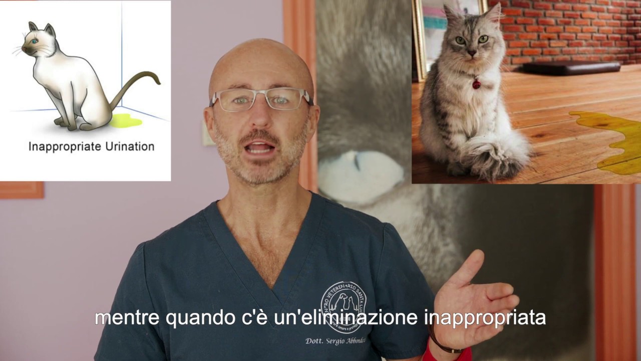 28 - Il tuo gatto fa la pipì fuori letteria? Il tuo gatto fa pipì fuori posto? Scopri il perchè