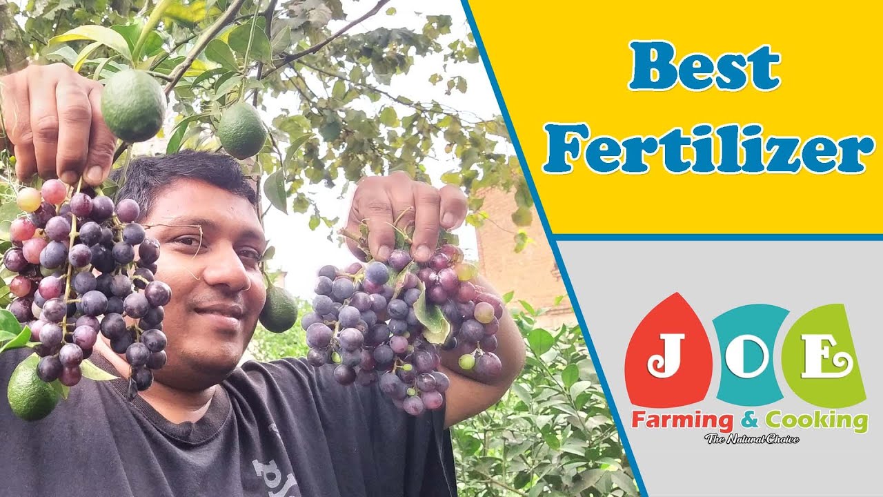 Backyard Vegetable Garden || Kitchen Garden Malayalam || Fresh Vegetables || Vegetable Harvesting