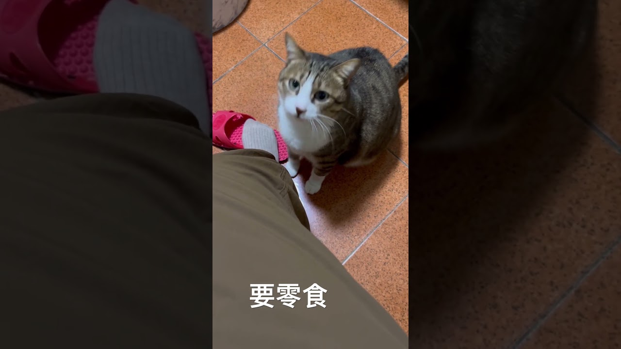 #寵物友善日常 #貓咪日常 #cat