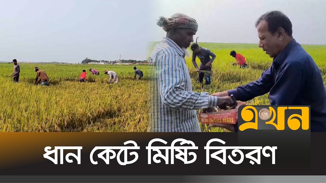 সোনালী ধানে স্বপ্ন বুনছে হাওরের কৃষক | Agriculture News | Rice Production In Bangladesh | Sunamganj