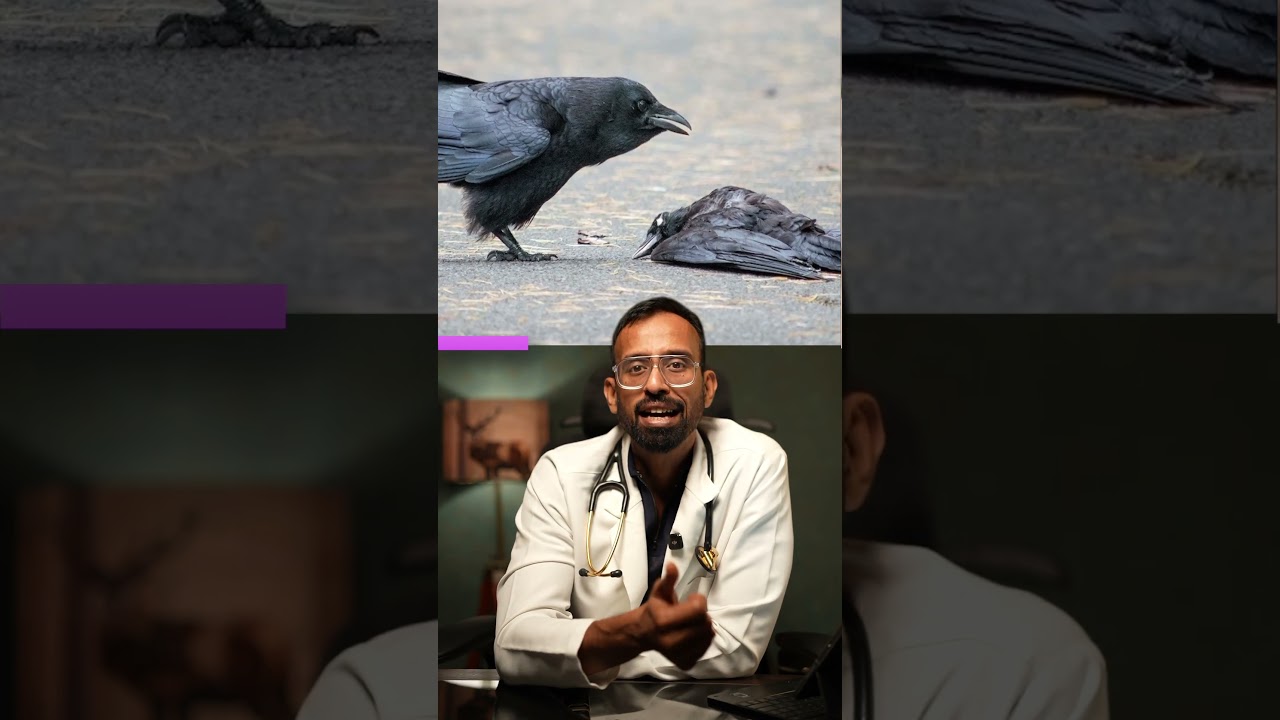 &lrm;🦠 H5N1 (Paravai Kaachal) &ndash; What You REALLY Need to Know