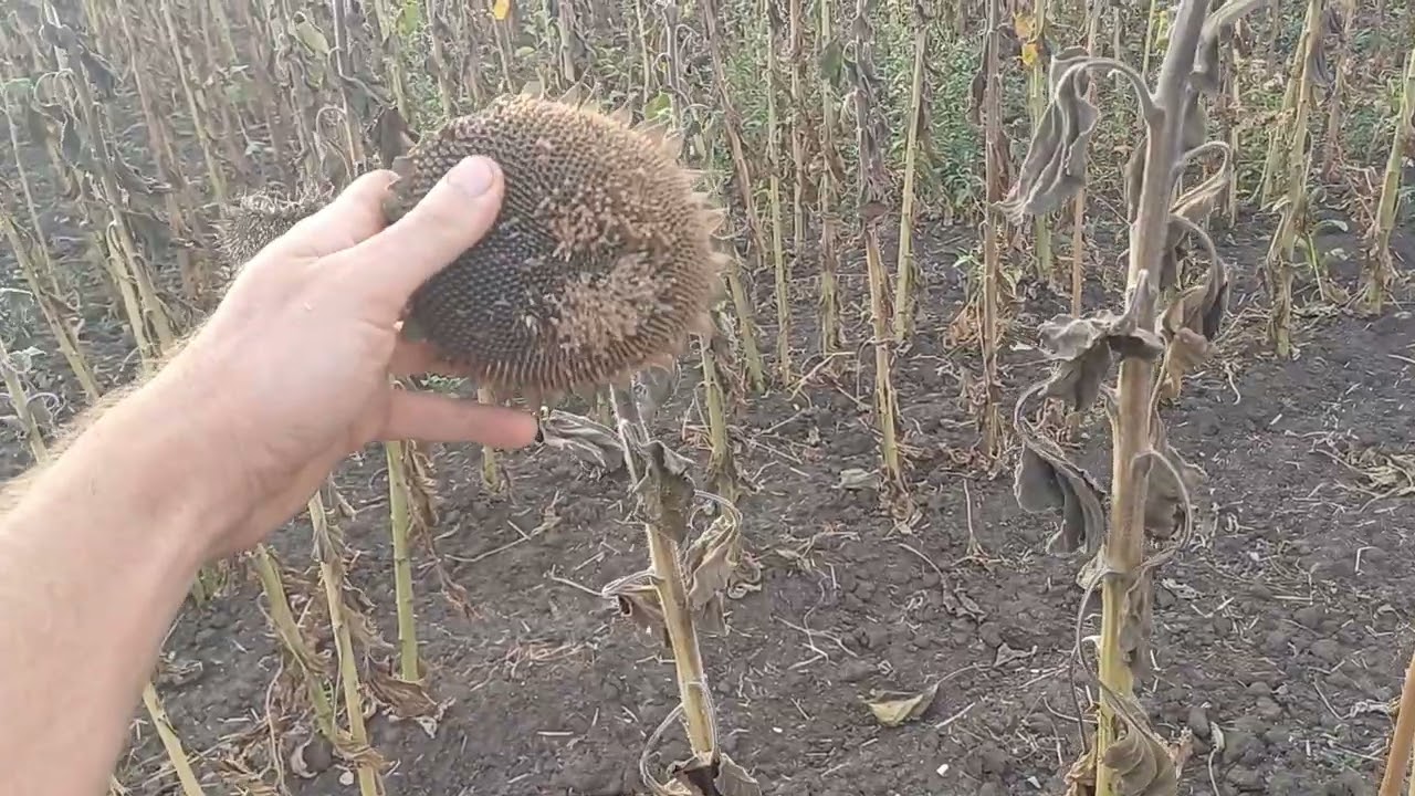 Жнива соняшника!! Після жнив ріпака не лишилося сліз на соняшник!!! 😢