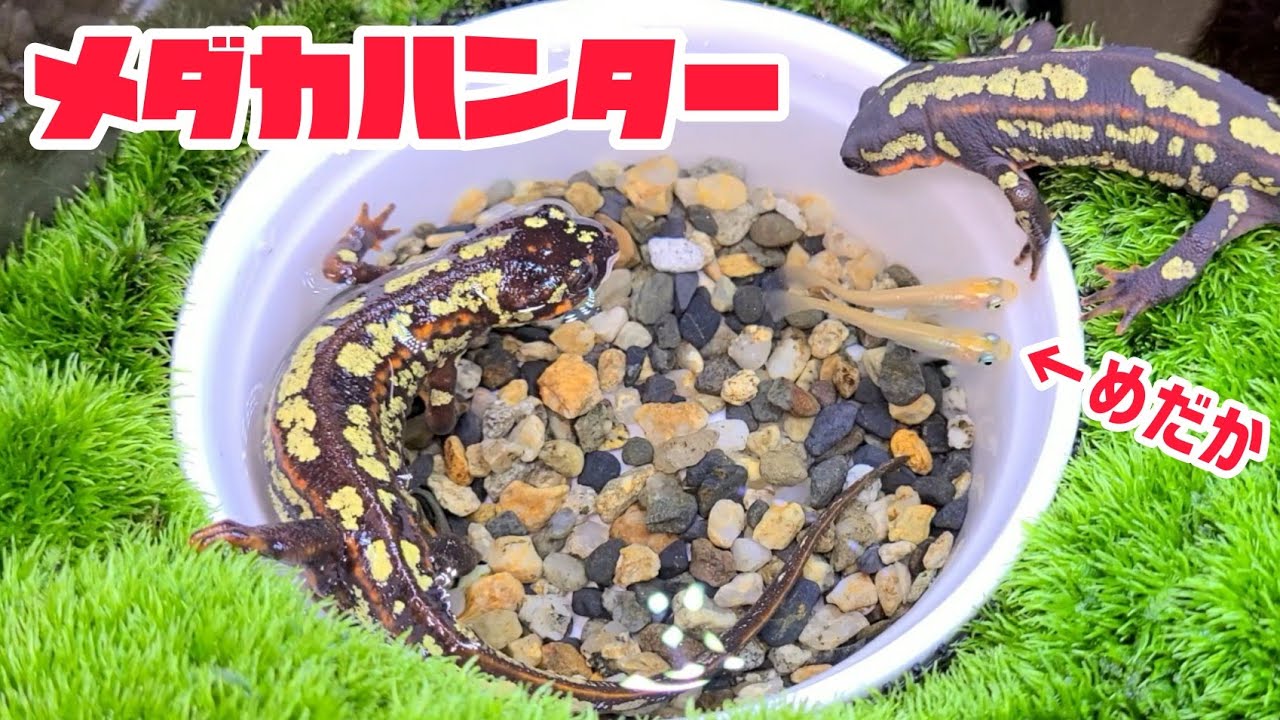 イモリがメダカのハンティングに成功！！【シリケンイモリ】