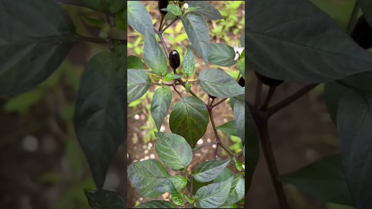 #BlackChilli #RareChilli #ChilliPlant #SpiceGarden #OrganicFarming #FreshHarvest #NatureFruits #Hot
