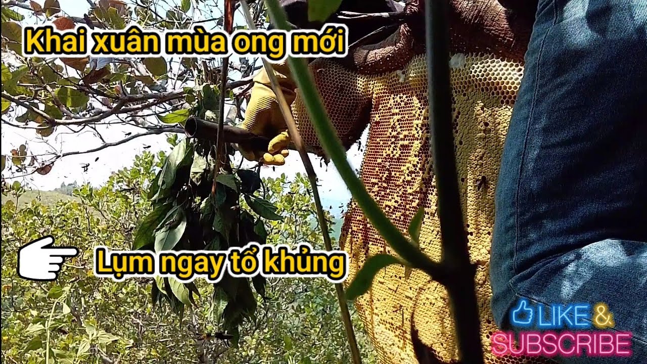 Bắt đầu mùa ong mới || Lụm ngay tổ khủng😁