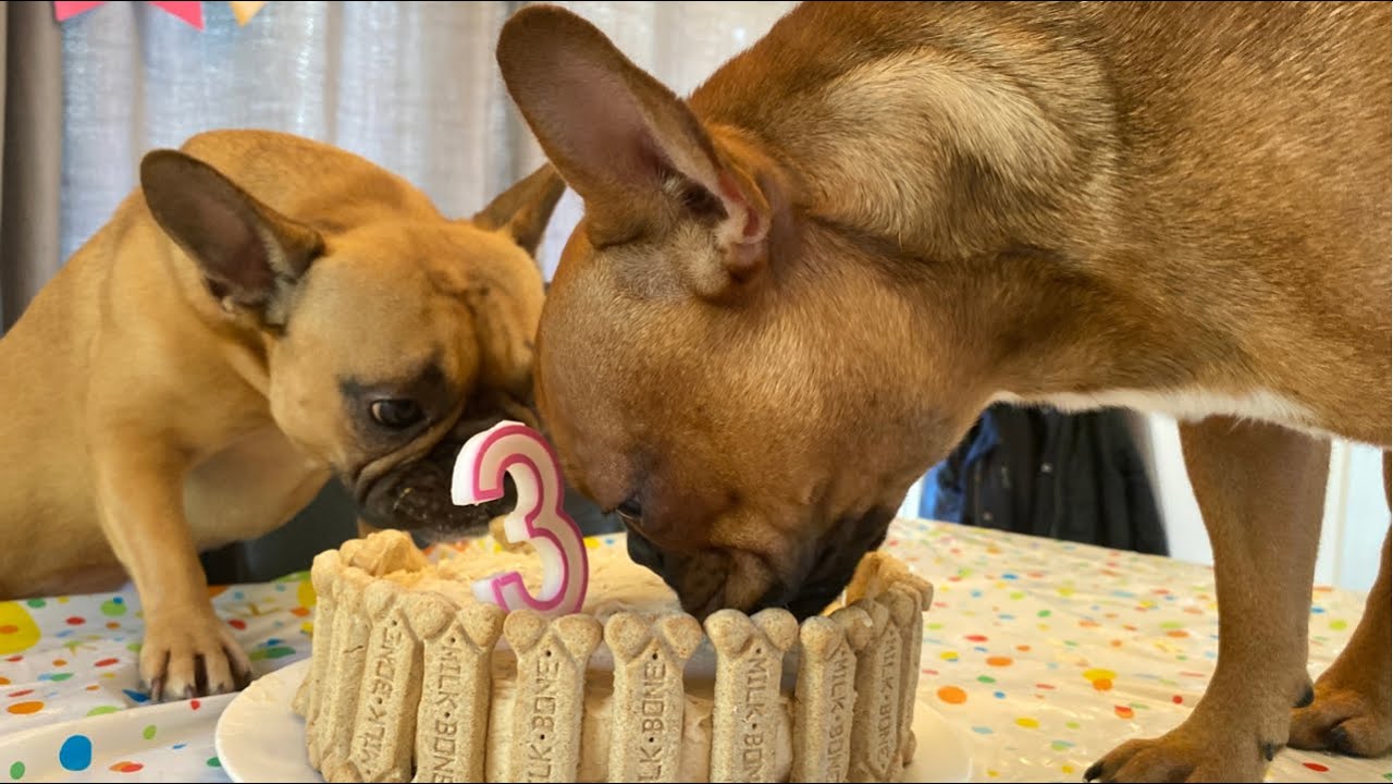 Dogs Baking Their Birthday Cake!