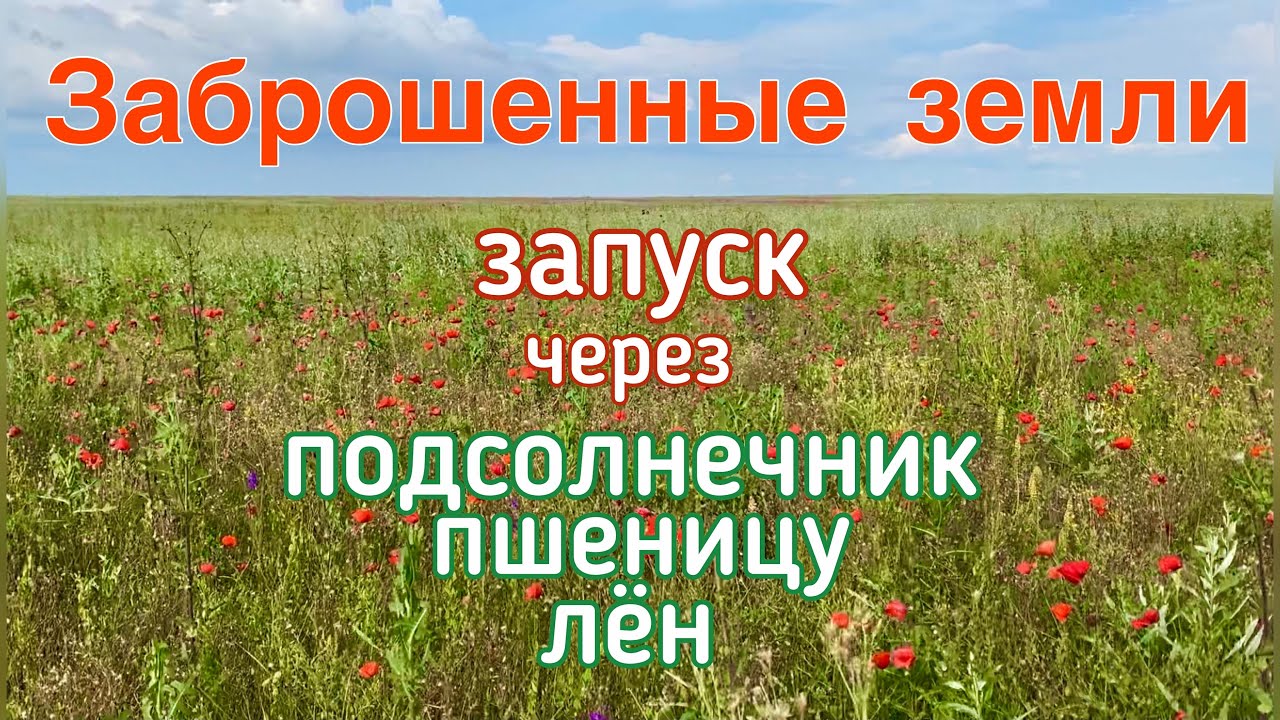 Через какие культуры запускать заброшенные земли?