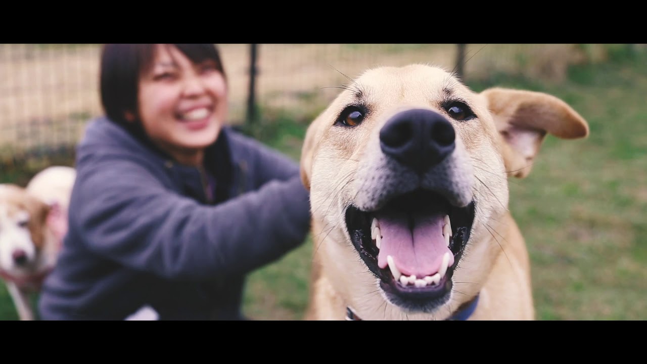 殺処分から救われ、救助犬になった夢之丞の物語　ピースワンコ・ジャパン