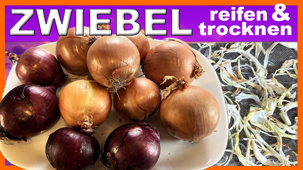 Zwiebel trocknen und nachreifen - herrlicher Snack zu genießen #zwiebel #gemüse #gesundeernährung