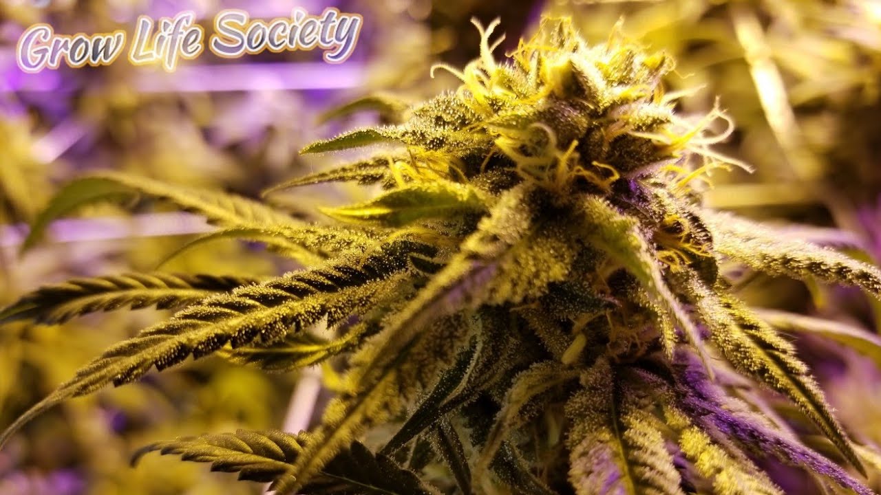 WEEK 8 FLOWER - LOOKING AMAZING - CANNABIS GROW