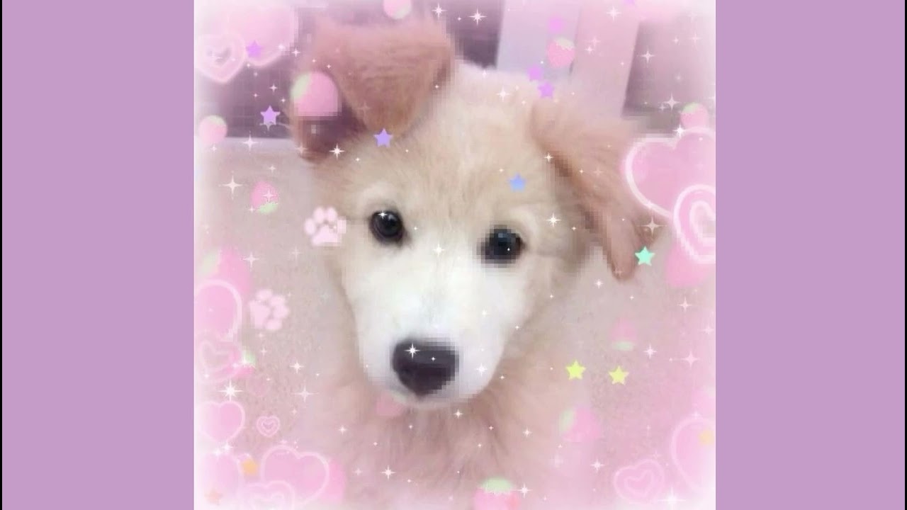 puppy girl subliminal [BETTER]