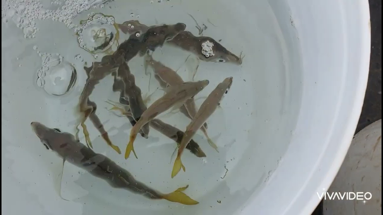 How To - Rig & Catch Yellowtail For Bait.
