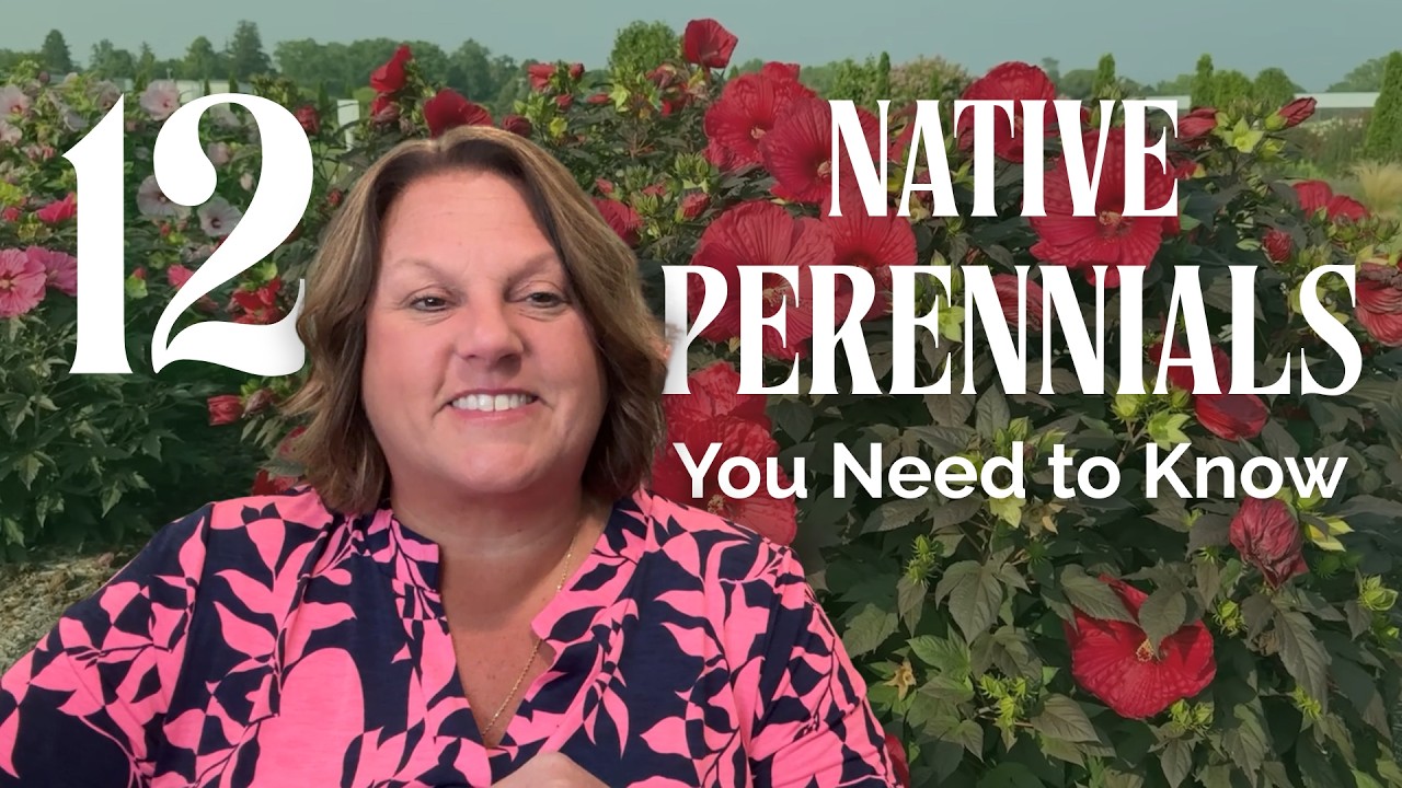 12 Native Perennials You Need to Know  | Proven Winners&reg;️ for Every Garden
