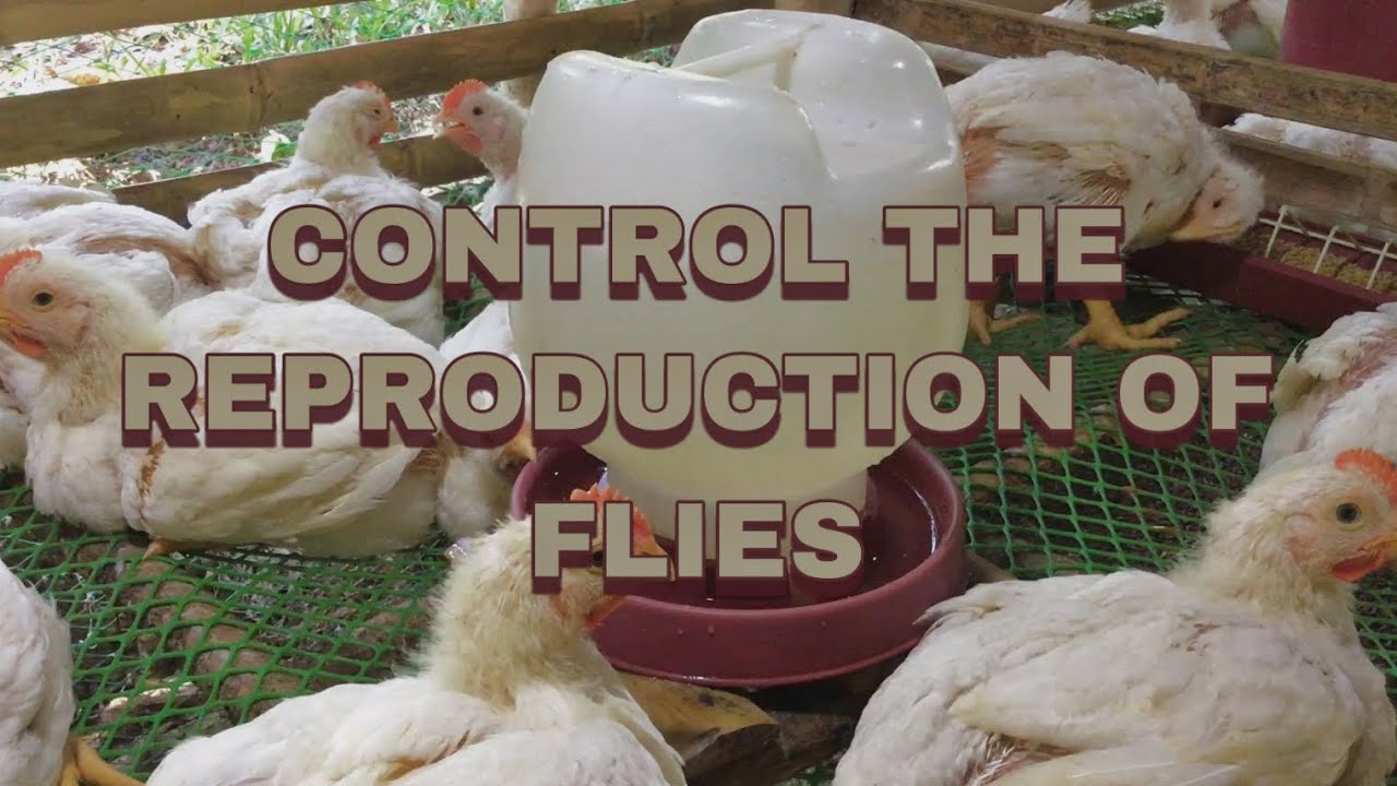 Problema sa Langaw? | Simple at Epiktibong Paraan Para Makontrol ang Pagdami ng Langaw!